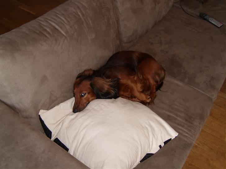 Dværggravhund Futte billede 14