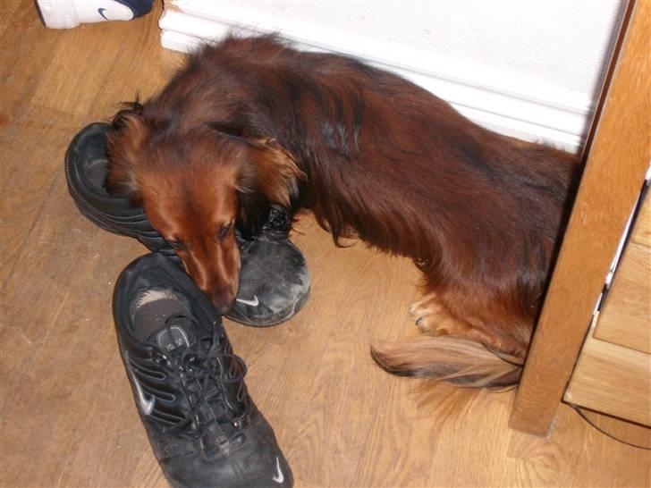 Dværggravhund Futte billede 15