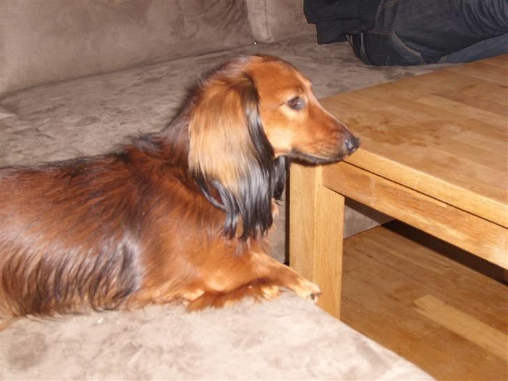 Dværggravhund Futte billede 16