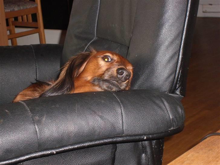 Dværggravhund Futte billede 17