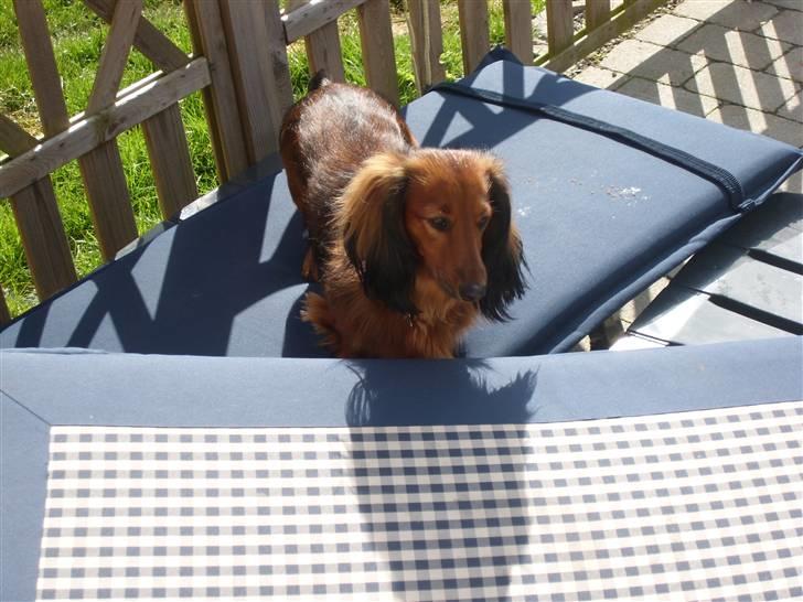 Dværggravhund Futte billede 18