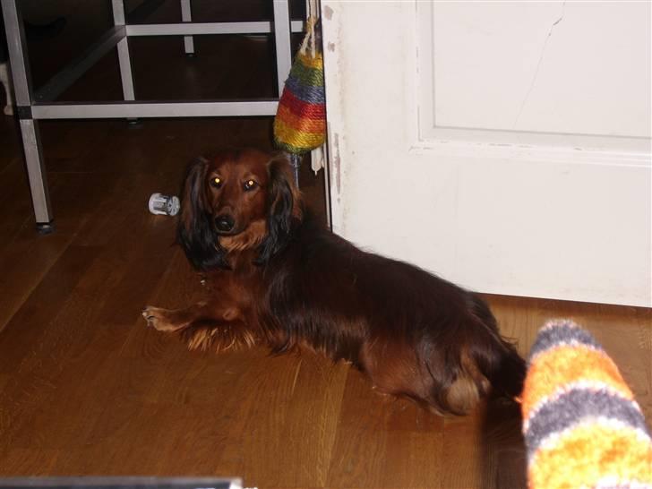 Dværggravhund Futte billede 19