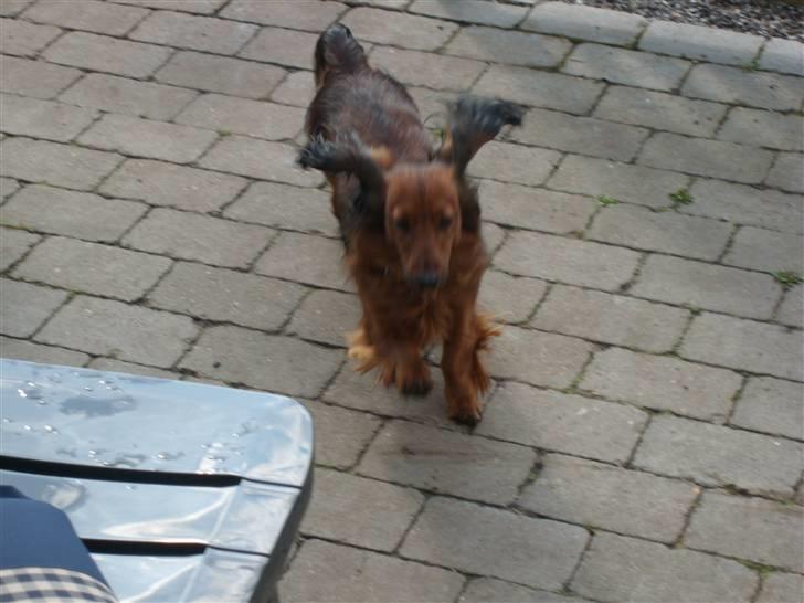 Dværggravhund Futte billede 20