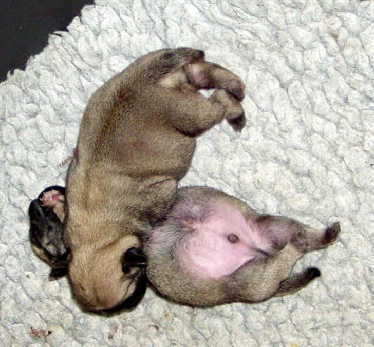 Mops Ibeth Pug Dominic Purcell - 2 tykke søskende billede 6