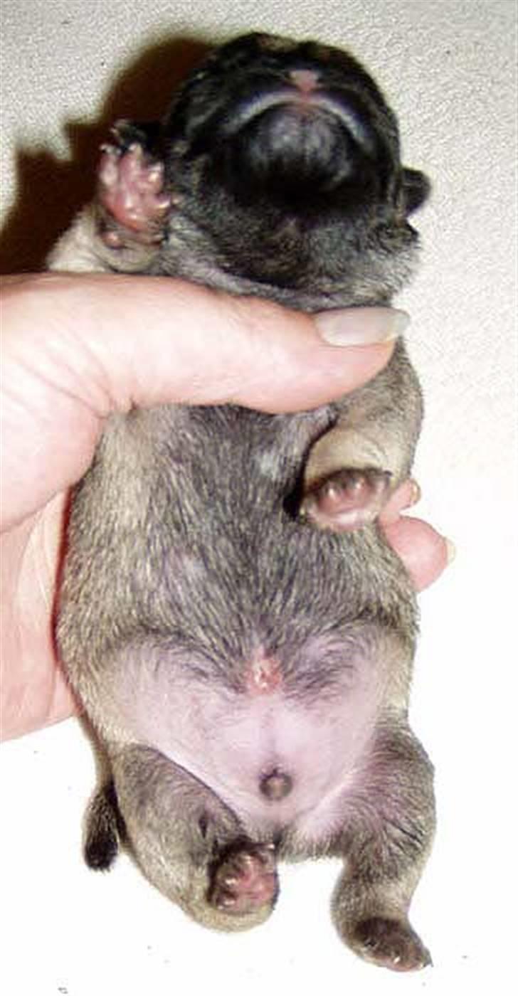 Mops Ibeth Pug Dominic Purcell billede 7