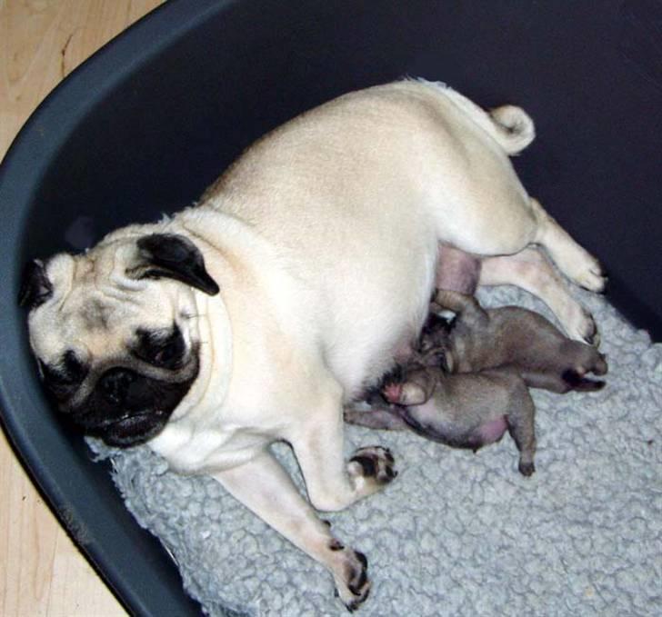 Mops Ibeth Pug Dominic Purcell - så er mælkebaren åben billede 8