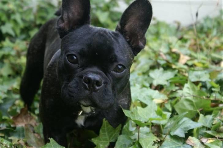 Fransk bulldog Thorkild billede 6