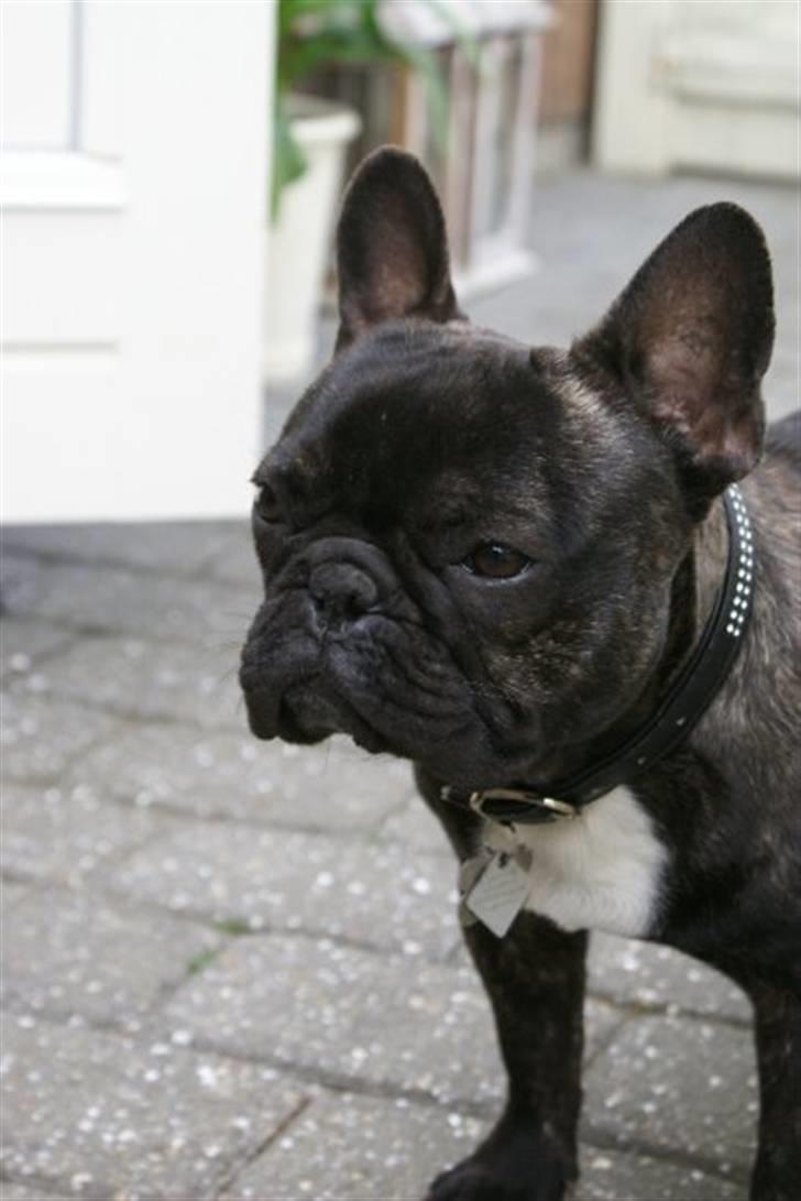 Fransk bulldog Gustav billede 18