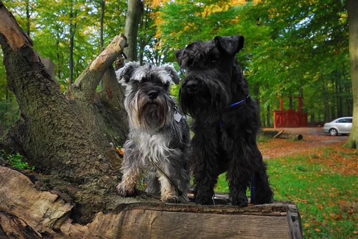 Dvaergschnauzer Kenzo - Efterårs skovtur  billede 11