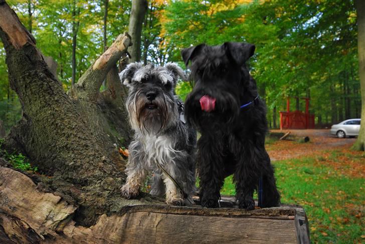 Dvaergschnauzer Muffe billede 16