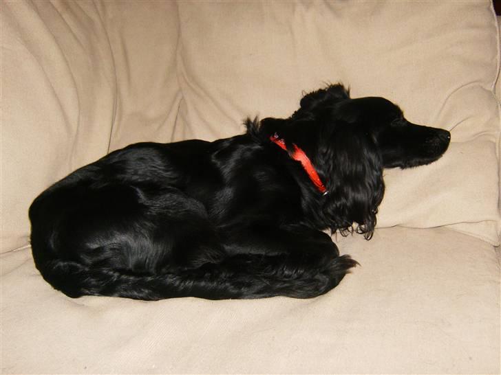 Blanding af racer Coco - "ZZzzzzz" billede 11