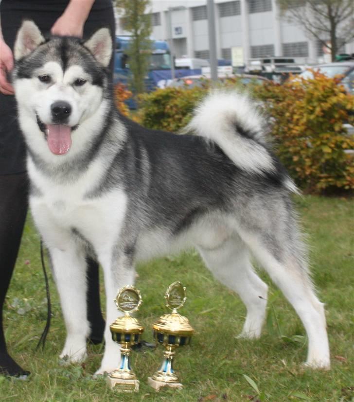 Alaskan malamute Bowie - den stolte vinder billede 17