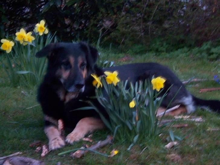 Blanding af racer Chili billede 1