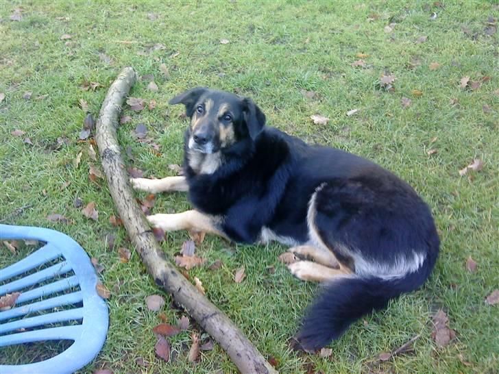 Blanding af racer Chili billede 2