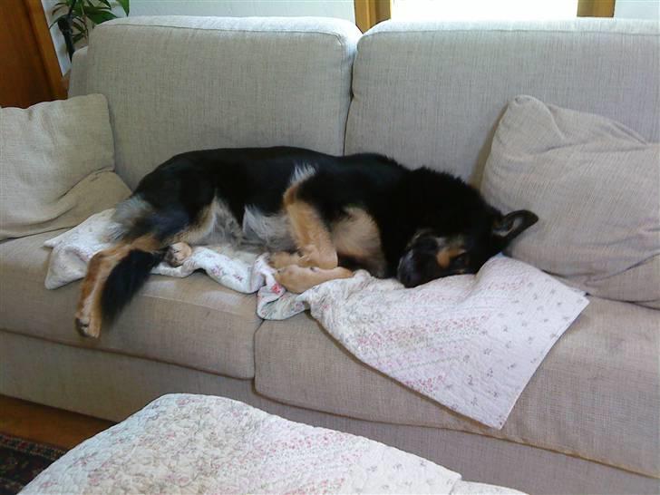 Blanding af racer Chili - Chili der sover i vores sofa, hun er lidt forkælet. billede 4