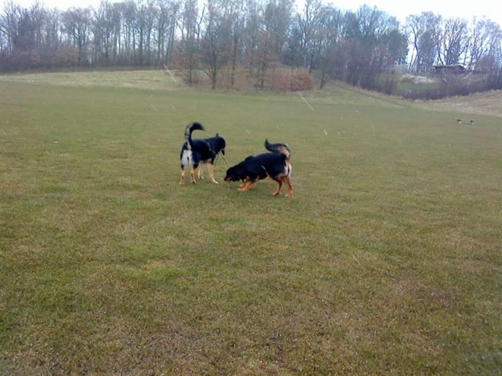 Blanding af racer Chili billede 5