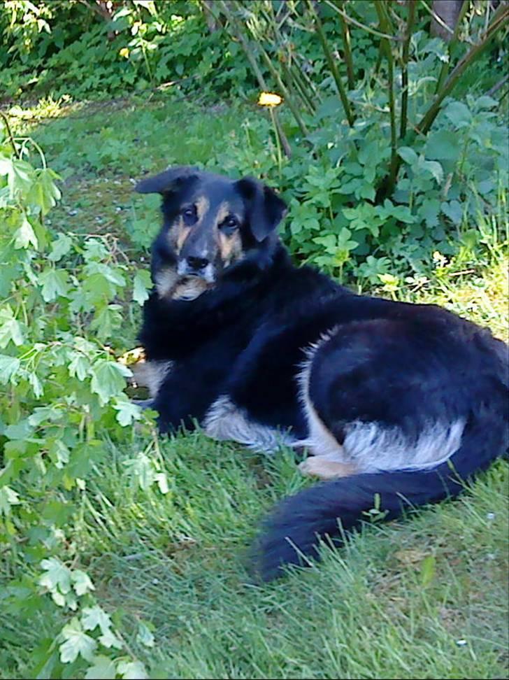 Blanding af racer Chili - Det er så Chili der tigger efter sin medicin. billede 6
