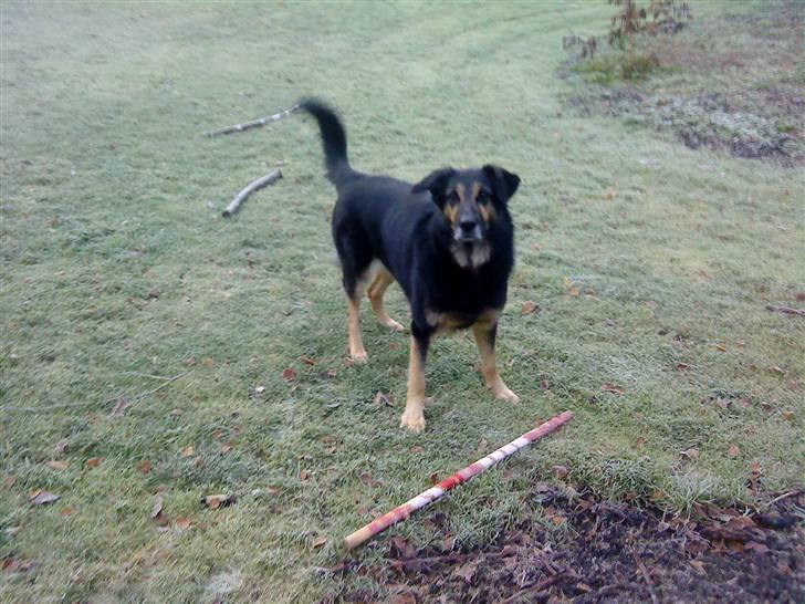 Blanding af racer Chili billede 7