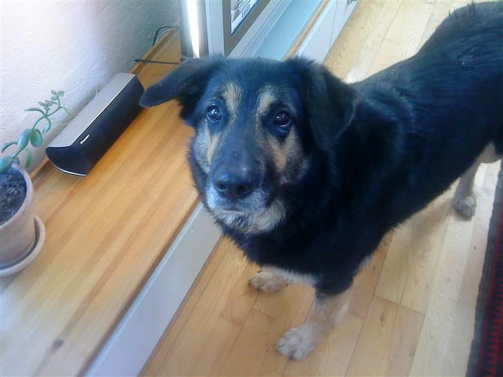 Blanding af racer Chili billede 8