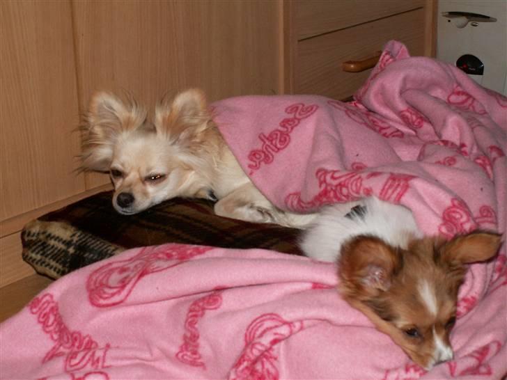 Blanding af racer Luna billede 14