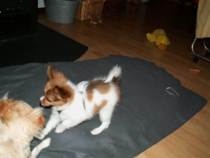 Blanding af racer Luna billede 15