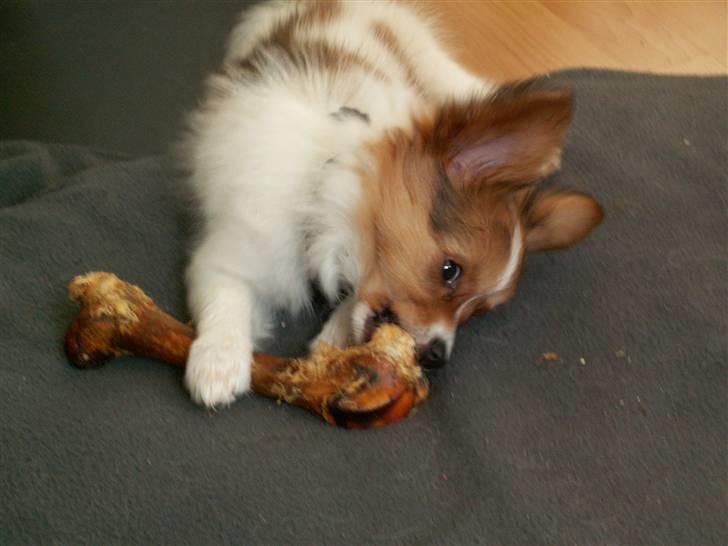 Blanding af racer Luna billede 16