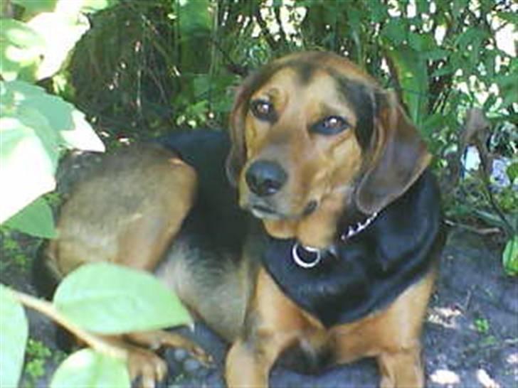 Blanding af racer Snøvsen (Mors hund) - Ligger lige i skyggen :) billede 10