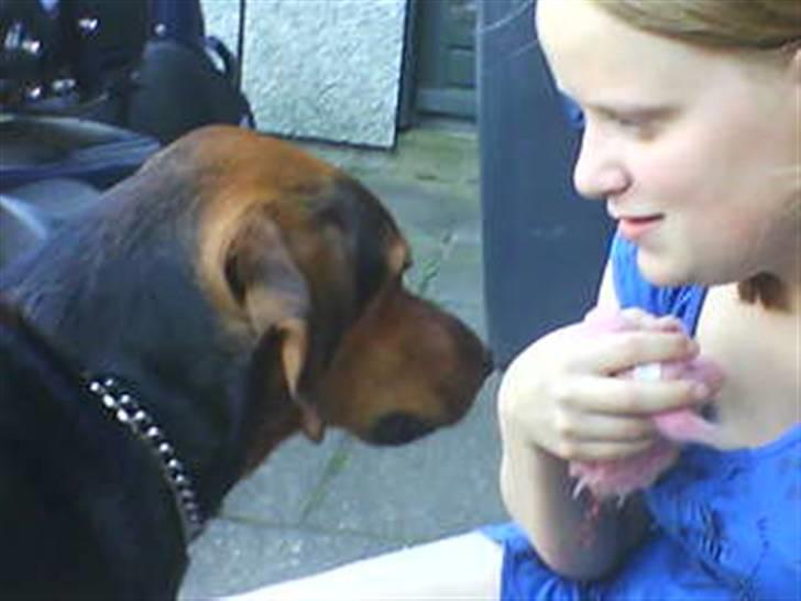 Blanding af racer Snøvsen (Mors hund) - - "Nej du må ikke få løve" billede 11