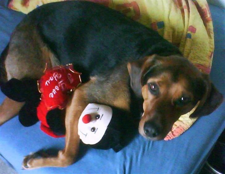 Blanding af racer Snøvsen (Mors hund) - "Neeej, du ikke få bamsen" xD billede 12