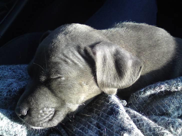 Amerikansk staffordshire terrier Misya - 5 uger <3 .. Gaab, sover hele tiden.  billede 1