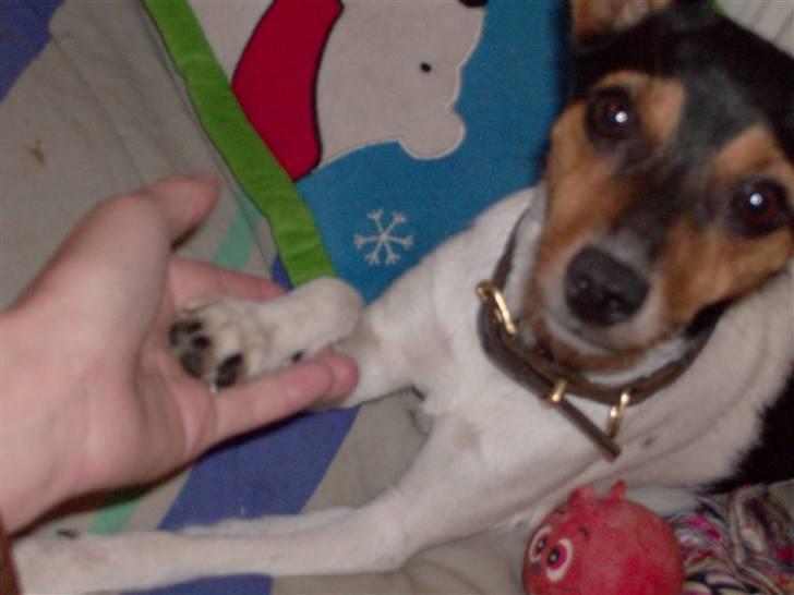 Dansk svensk gaardhund Kischa - Jah. Se lige hvor sød jeg er når jeg giver pote;) billede 7