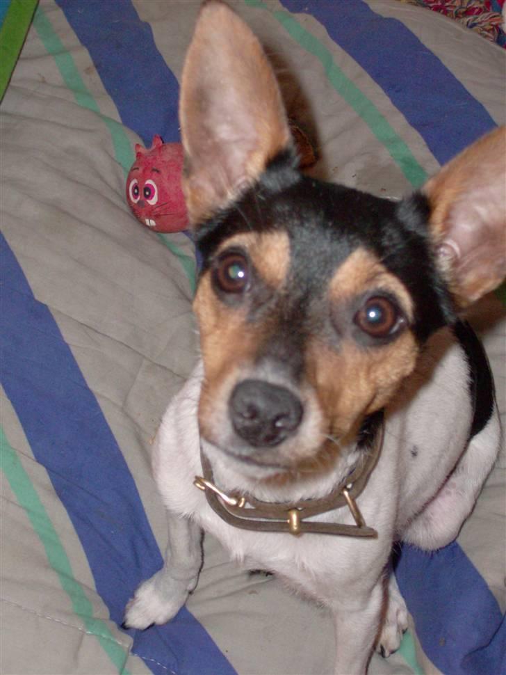 Dansk svensk gaardhund Kischa - titte bøøøh. Se mine store øre billede 8