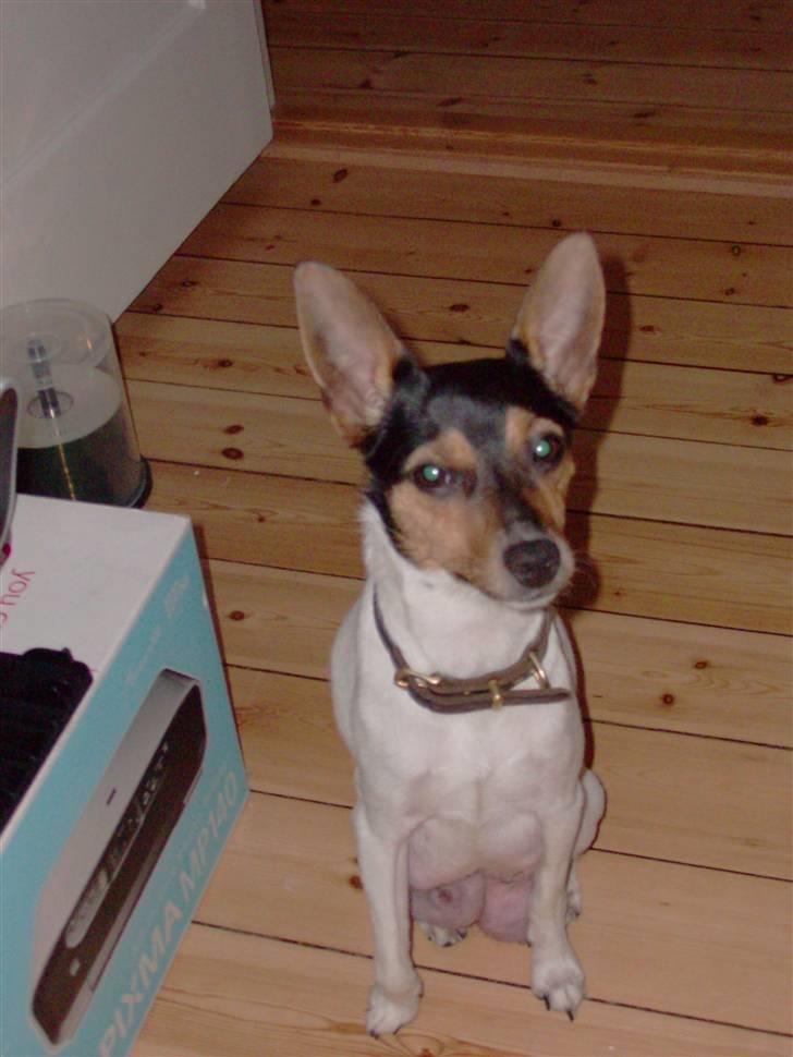 Dansk svensk gaardhund Kischa - Hej mooor;) billede 9