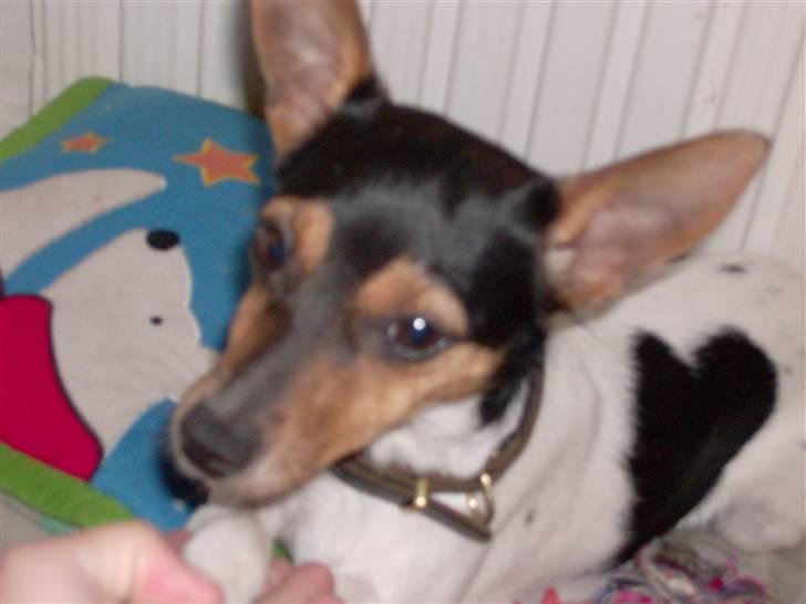 Dansk svensk gaardhund Kischa - Det er altid dejligt at putte når man har været igang hele dagen billede 10