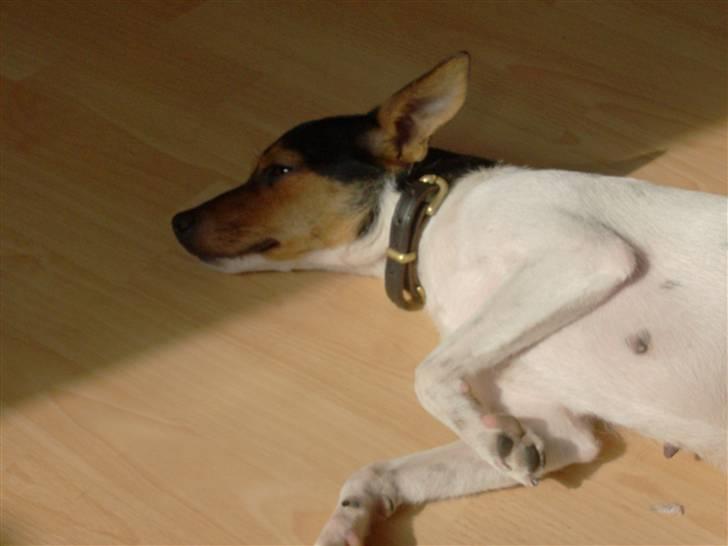 Dansk svensk gaardhund Kischa - Altid dejligt at tage en lur i solen. Hmm det kunne være jeg kunne få nogle flere brune pletter:D billede 12