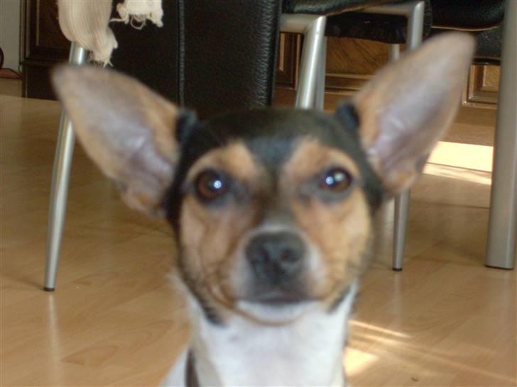 Dansk svensk gaardhund Kischa - Uhh se lige. Jeg burde være model billede 13