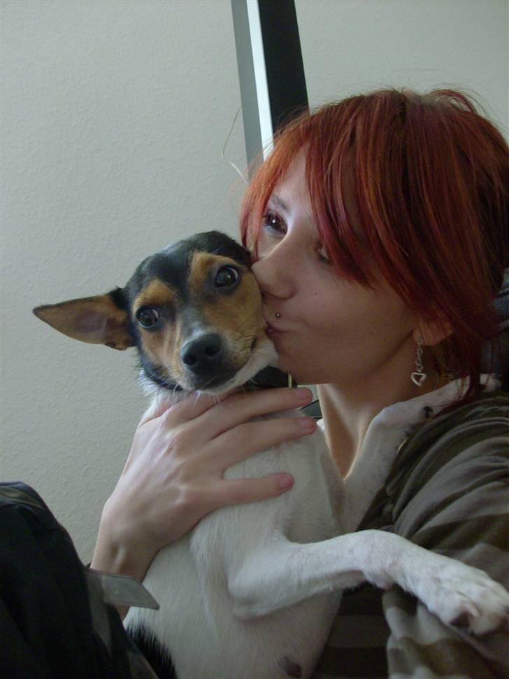 Dansk svensk gaardhund Kischa - det er dejligt at få et kys fra sin mor<3 billede 14