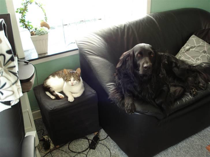 Blanding af racer Max - Mig og min katteven Oliver billede 8