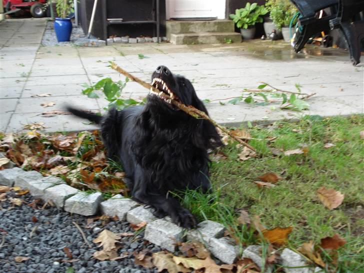 Blanding af racer Max - Gnasker på en pind billede 9