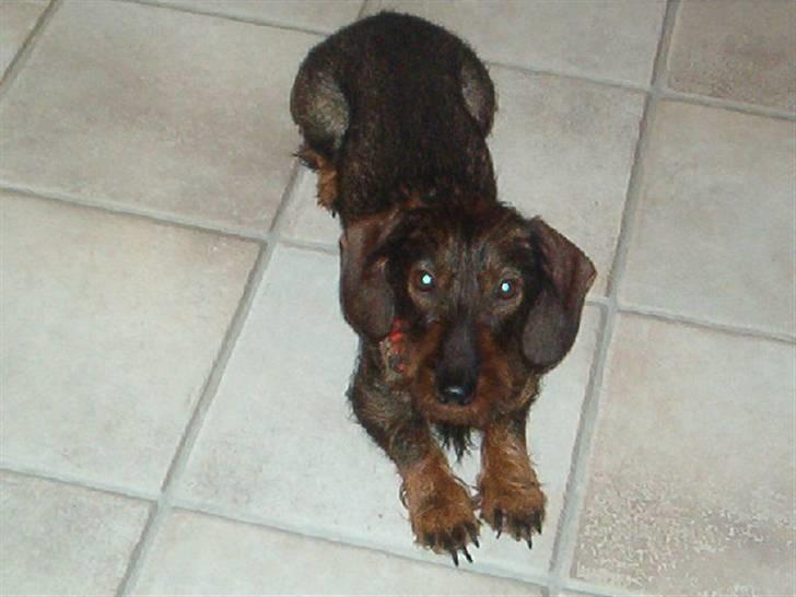 Gravhund cajus billede 1