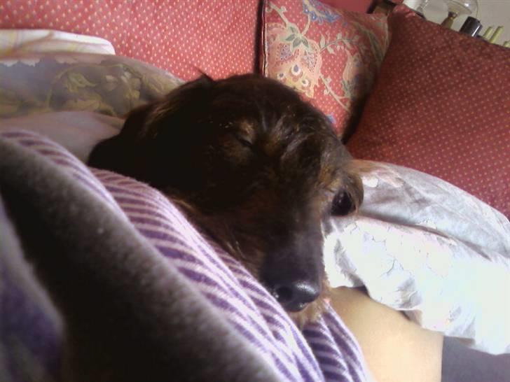 Gravhund cajus billede 2