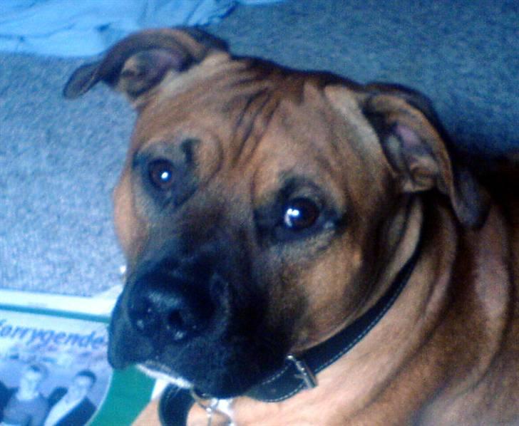 Amerikansk staffordshire terrier Coco billede 17