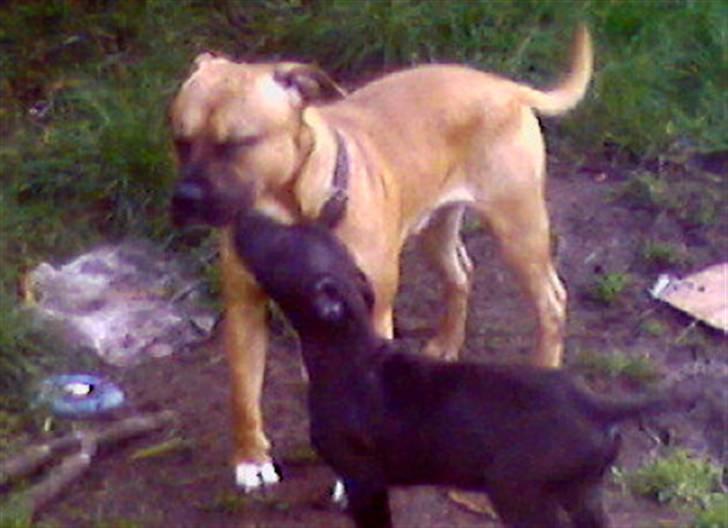 Amerikansk staffordshire terrier Coco billede 18