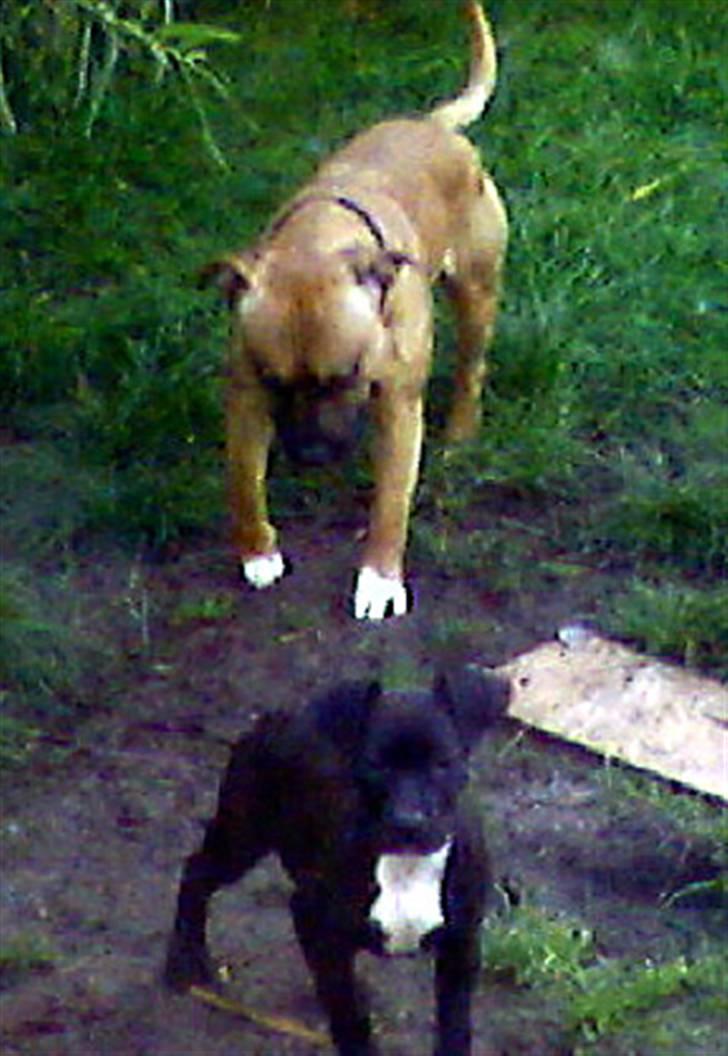 Amerikansk staffordshire terrier Coco billede 19