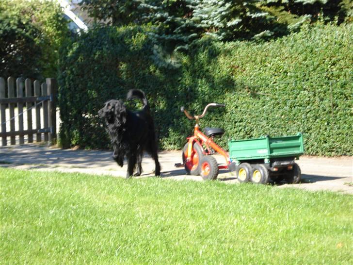 Blanding af racer Max - her står max på tre ben billede 10