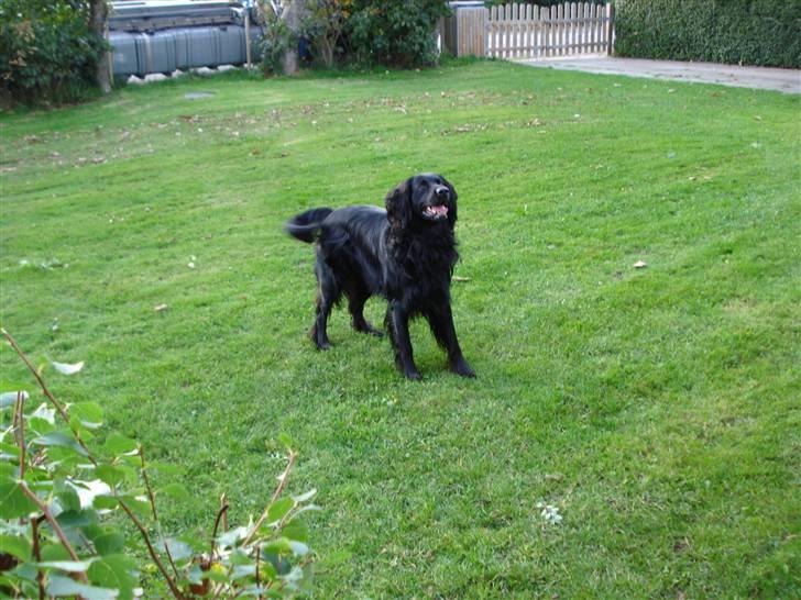 Blanding af racer Max - Kast nu jeg er klar billede 11