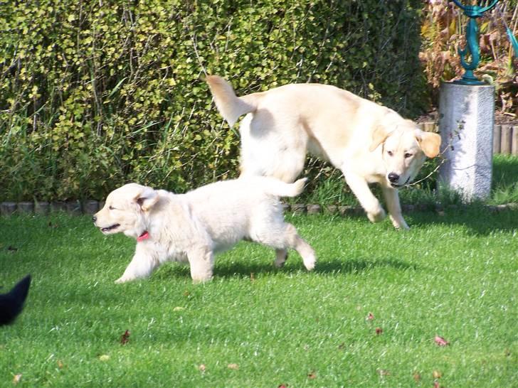 Labrador retriever Molly R.I.P. - Molly var på besøg ved Moster Jane og hendes lille nye. Heldigvis så nåede Molly lige at have en god lørdag sammen med alle 5 hunde. 5 dage efter blev hun aflivet. Så jeg er glad for jeg fik taget lidt billeder af hende. Sov godt lille Molly. Okt 08 billede 20