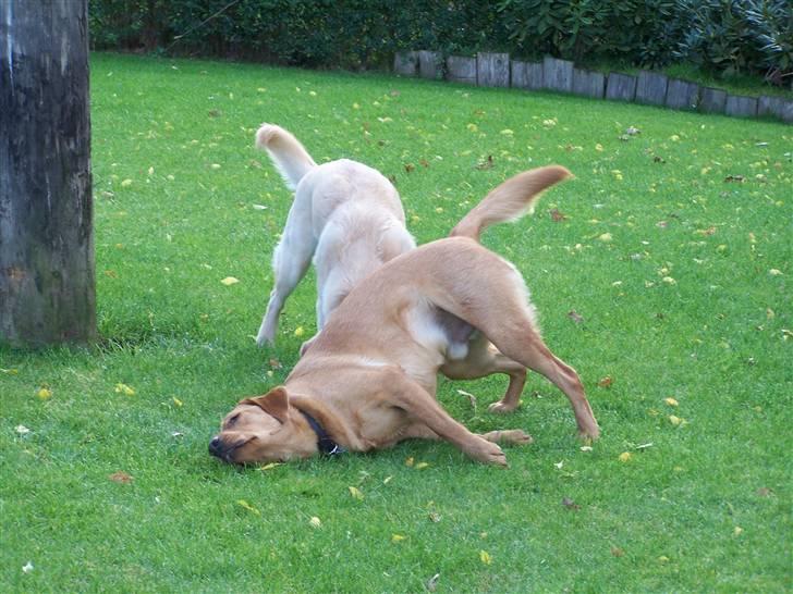 Labrador retriever Rollo - Hvad mon det er der dufter så godt i græsset at han sådan smider sig!!. Okt 2008 billede 15