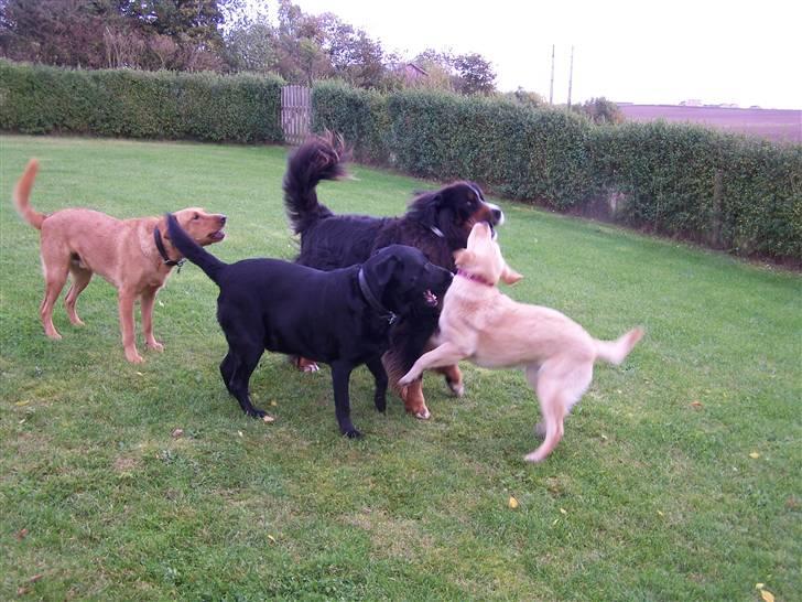 Labrador retriever Rollo - Rollo er altid klar til leg. Okt 2008 billede 16