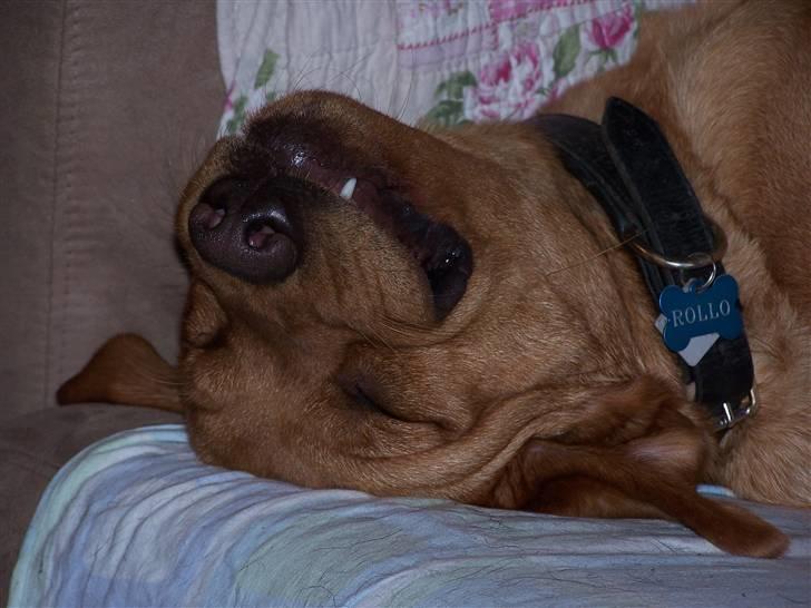 Labrador retriever Rollo - Så grimt et fjæs kan en bette hund da ikke have!!.... Mon han drømmer og derfor ligger og griner!!. Okt 2008 billede 17